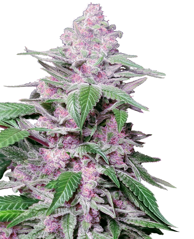 Semillas de Purple Cookie Kush Feminizadas