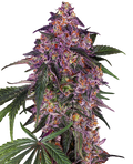 Semillas de Sensi Purple Kush Feminizadas