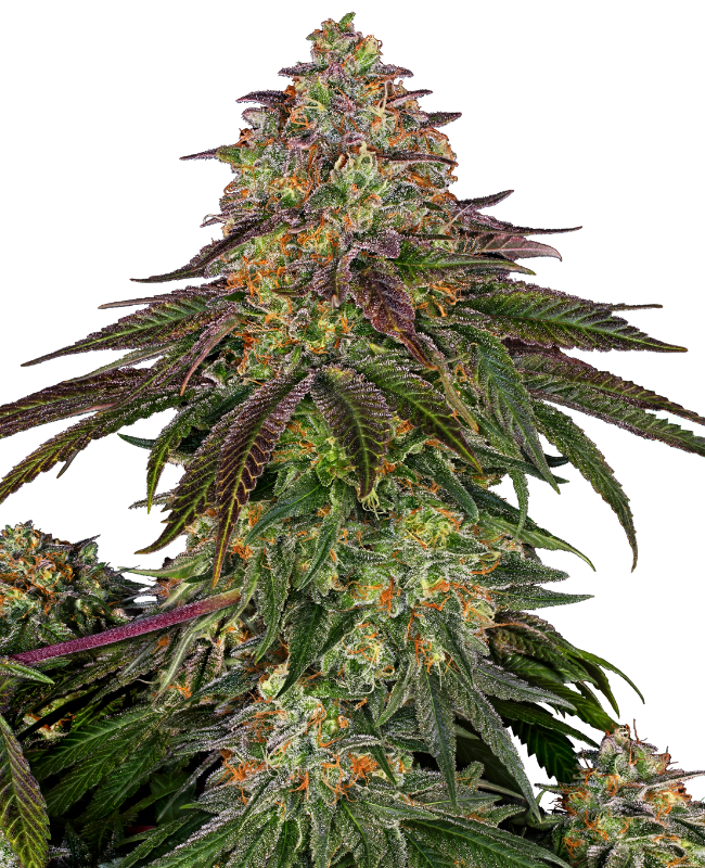 Semillas de Sweet Cherry Kush Feminizadas