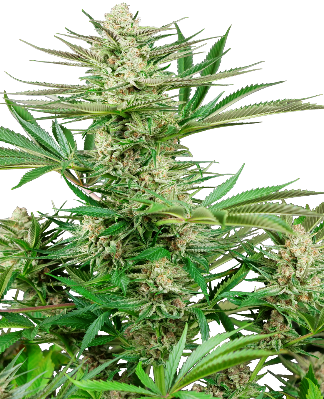 Semillas de Malibu OG Gold Feminizadas