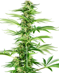 Semillas de Honey Melon Haze Feminizadas