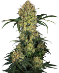 Semillas de Aloha OG Feminizadas