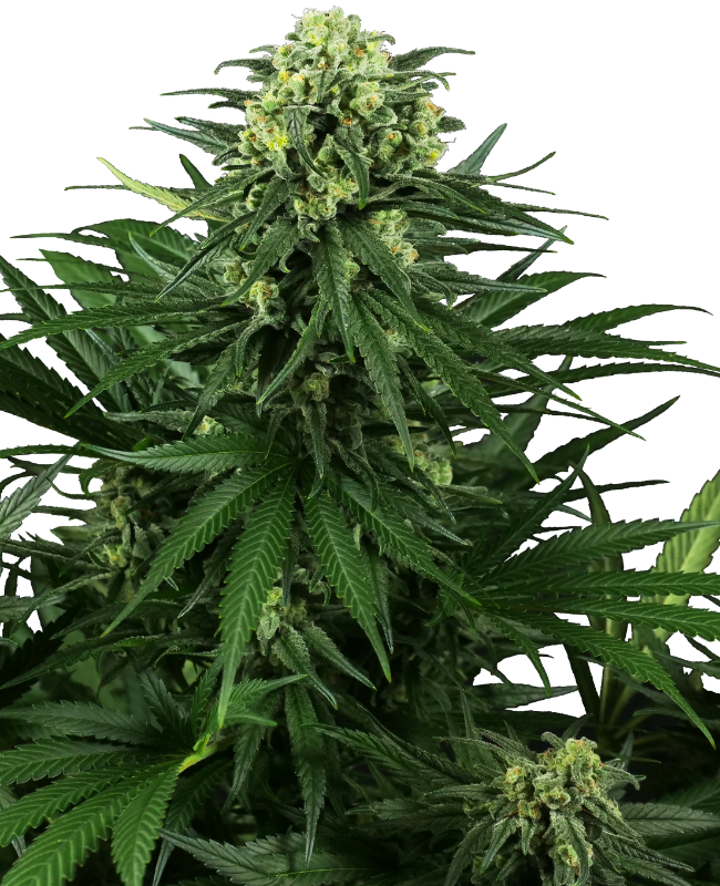 Semillas de Honey Melon Kush Feminizadas