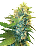 Semillas de Double Kush Cake Feminizadas