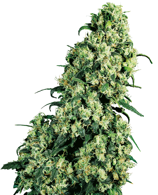Semillas de Skunk #1 Feminizadas