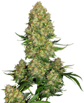 Semillas de Skunk #1 Autoflorecientes