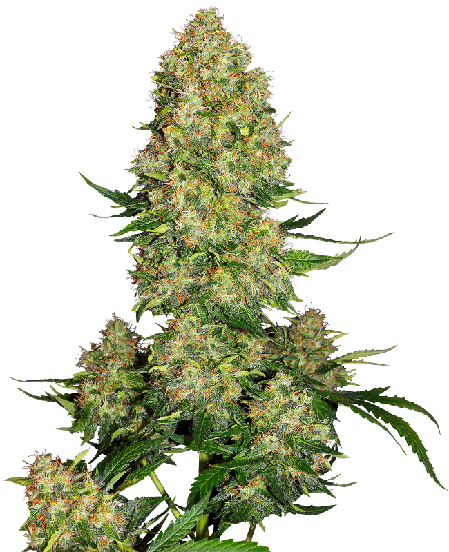 Semillas de Skunk #1 Autoflorecientes