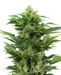 Semillas de Afghan Pearl CBD Autoflorecientes