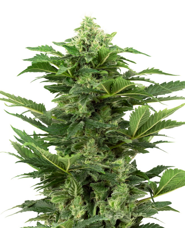 Semillas de Afghan Pearl CBD Autoflorecientes