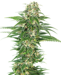 Semillas de Early Skunk Autoflorecientes