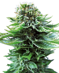 Semillas de Northern Lights Autoflorecientes