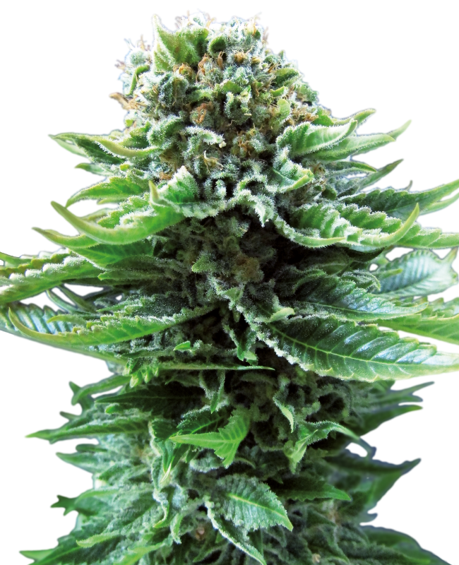 Semillas de Northern Lights Autoflorecientes