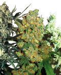 Semillas de Feminized Mix