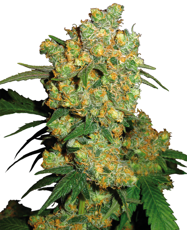 Semillas de Big Bud Feminizadas
