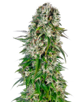 Semillas de Big Bud Autoflorecientes
