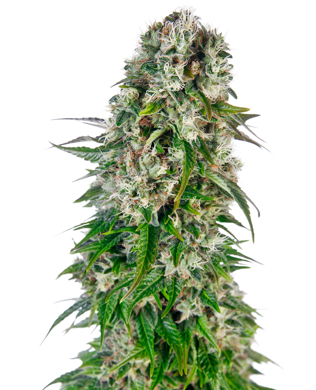 Semillas de Big Bud Autoflorecientes