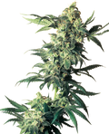 Semillas de Northern Lights Feminizadas