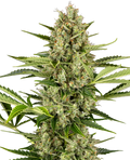 Semillas de Jack Herer Autoflorecientes