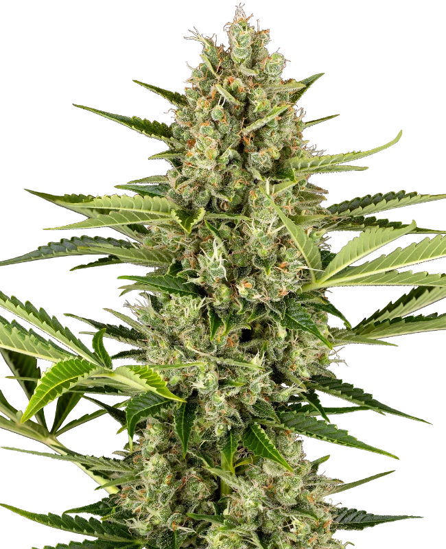 Semillas de Jack Herer Autoflorecientes