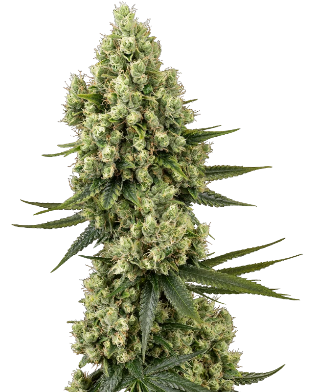 Semillas de Silver Fire Feminizada