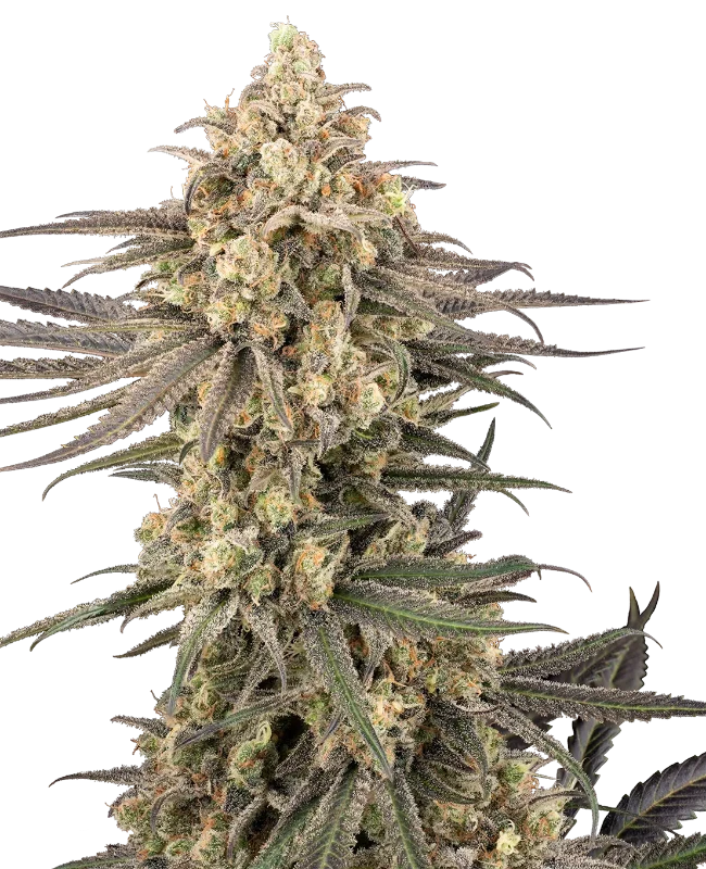 Semillas de Frosted Grapes XXL Feminizadas
