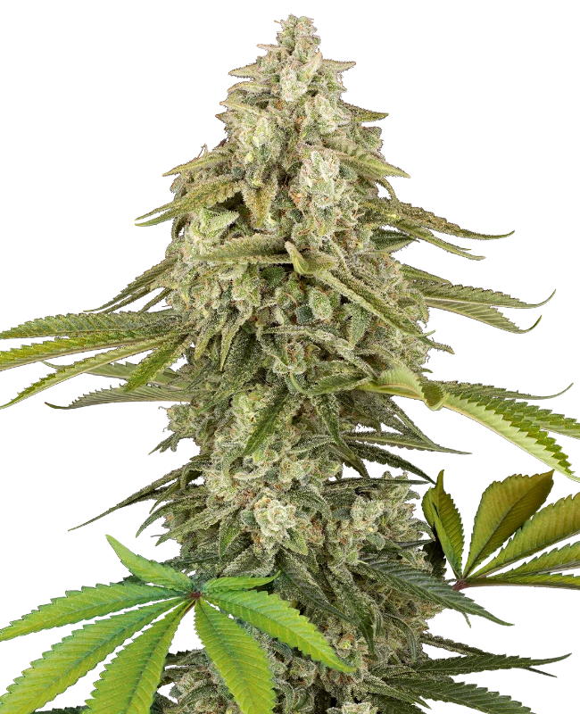 Semillas de Tangie Jungle Juice Feminizadas