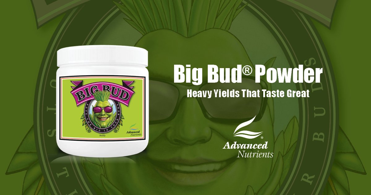 Big Bud Powder