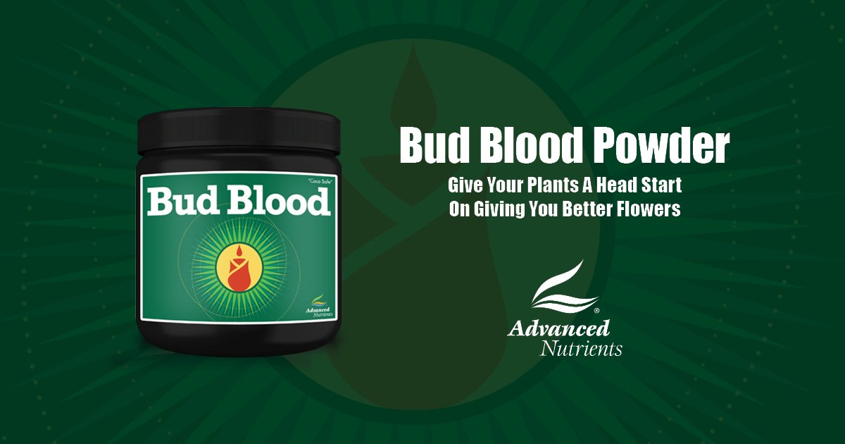 Bud Blood Powder