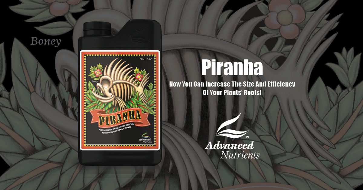 Piranha