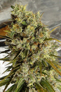 C5 Haze x Kali China Feminizada