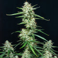 Buddha Syrup Auto