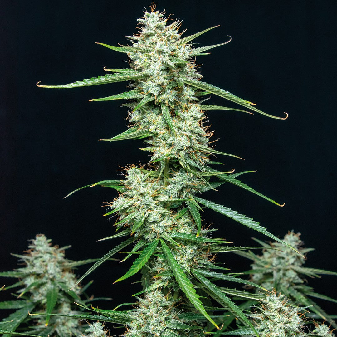 Buddha Syrup Auto