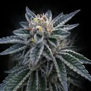 3Peat Fem Cannabis Seeds