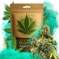 5 Alive Feminized