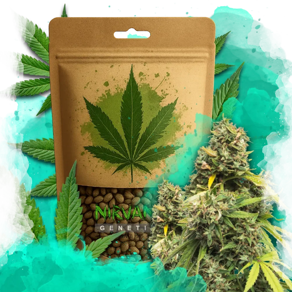 5 Alive Feminized