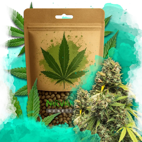 5 Alive Feminized