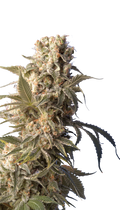 AK-47 Strain Created by Serious Seeds