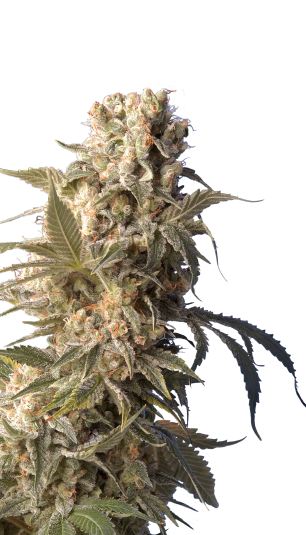 AK-47 Strain Created by Serious Seeds