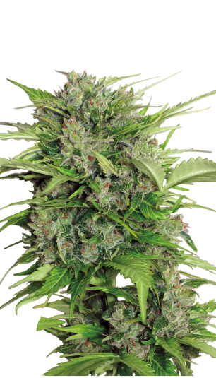 Auto AK-47 Strain Created by Serious Seeds