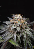 Alien Cookies Fast Version