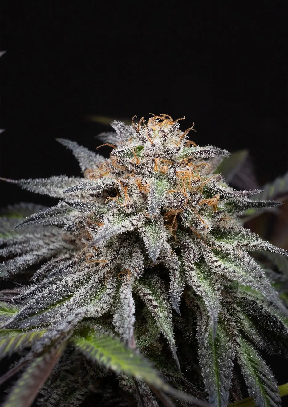 Alien Cookies Fast Version