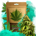 Amnesia Haze Autoflower