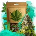 Amnesia Haze Feminized