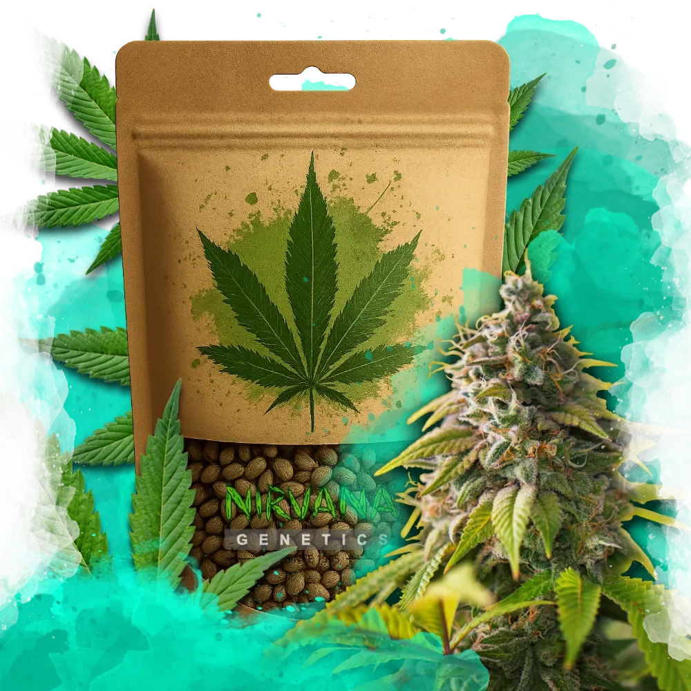 Amnesia Haze Feminized