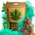 Aurora Indica Autoflower