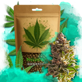 Aurora Indica Feminized