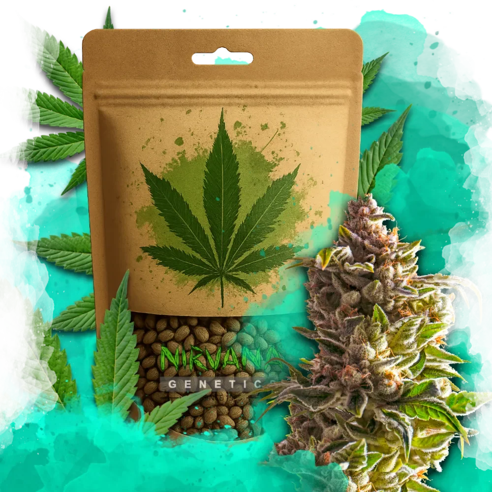 Aurora Indica Feminized