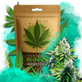 B-52 Feminized