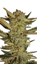Bubble Gum Strain Created by Serious Seeds