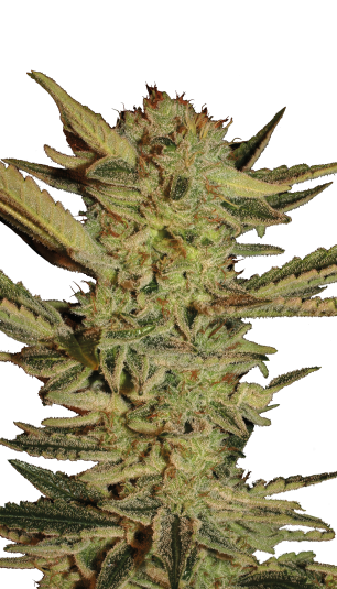 Bubble Gum Strain Created by Serious Seeds